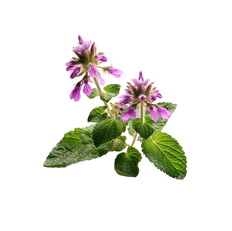 نت کاکوتی